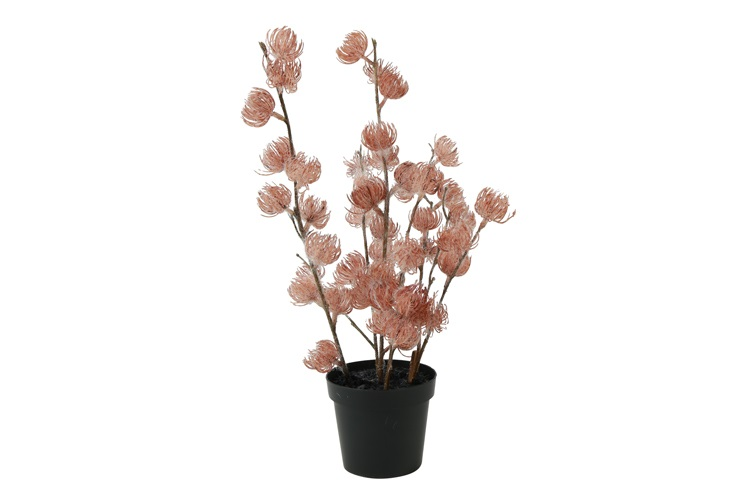 Bloem Clematis alpina S roze