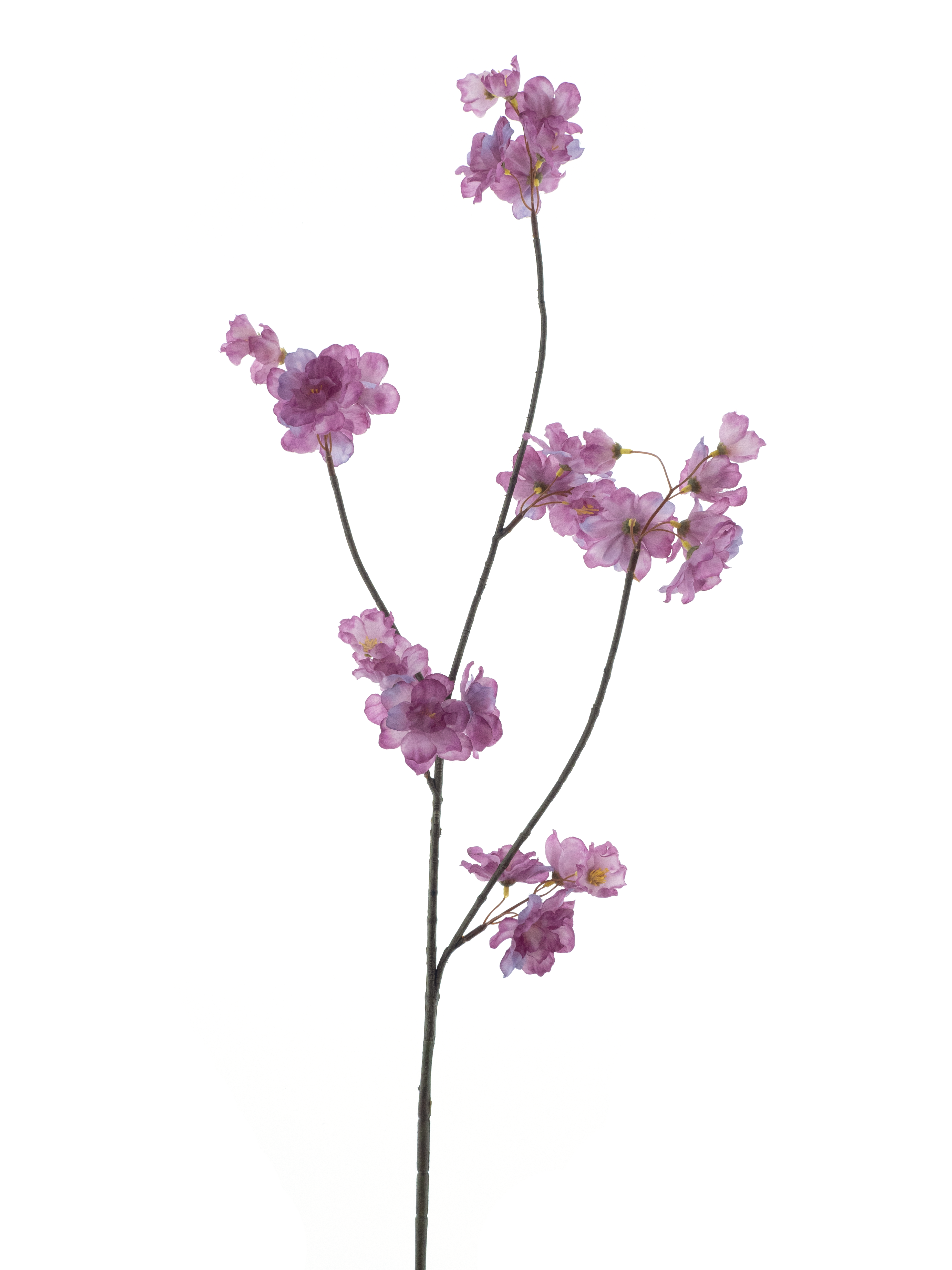 Prunus Malagaspray lavender 84cm