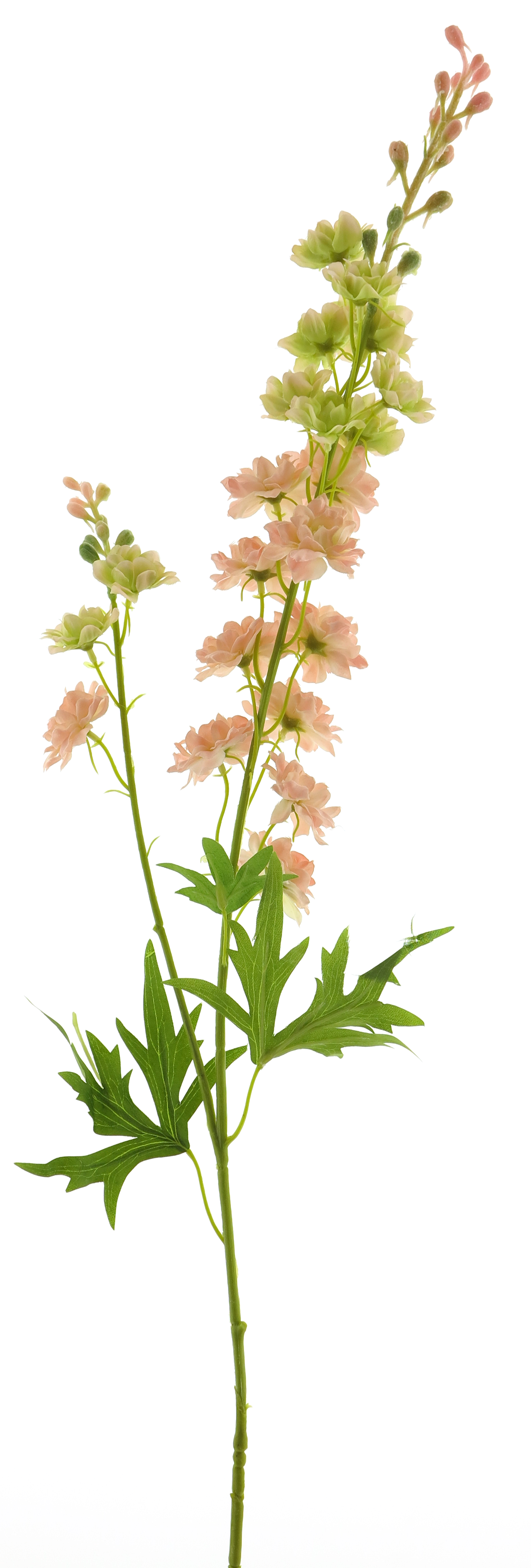 Delphinium Finn spray pink 85cm