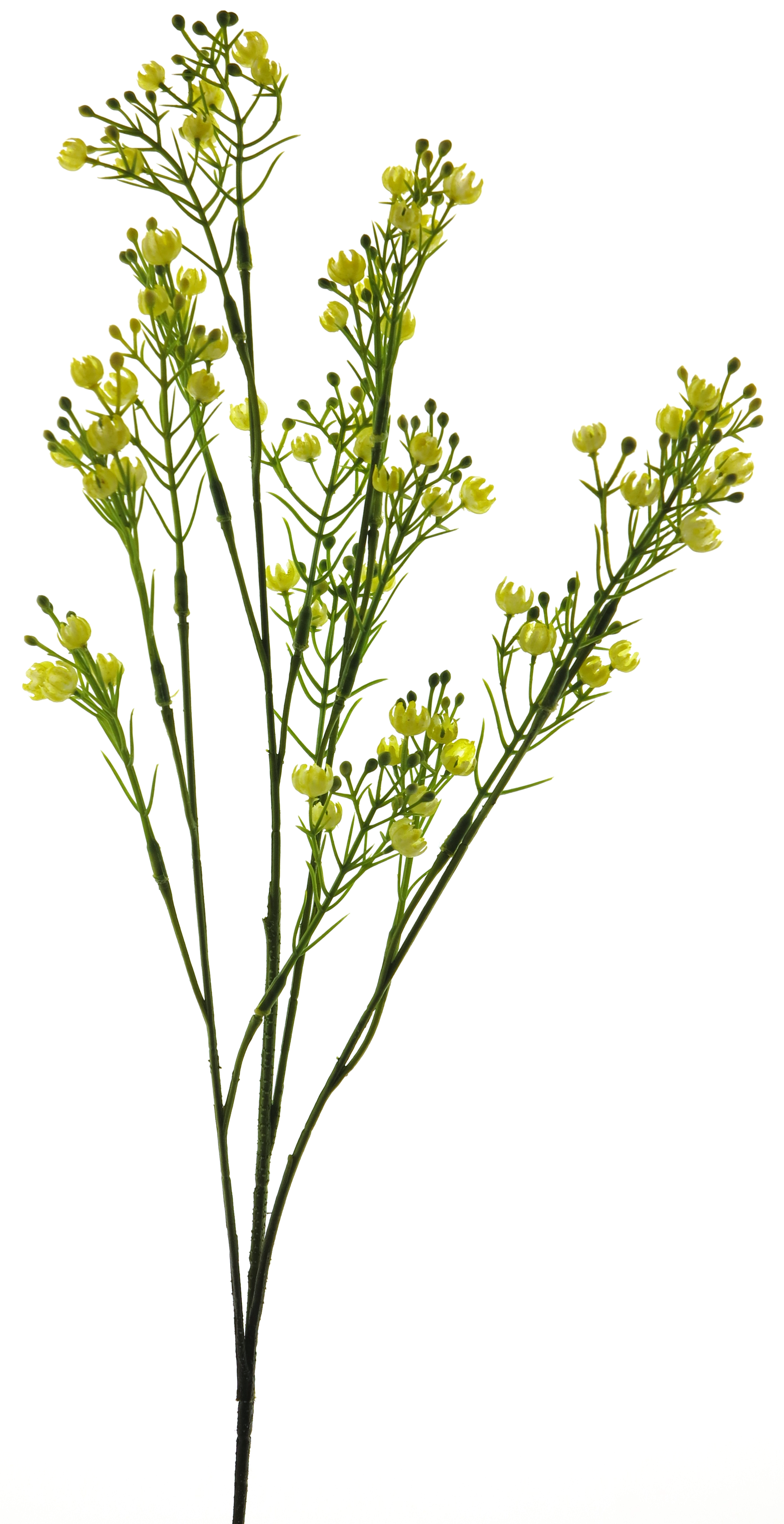 Star gypso spray yellow 72cm