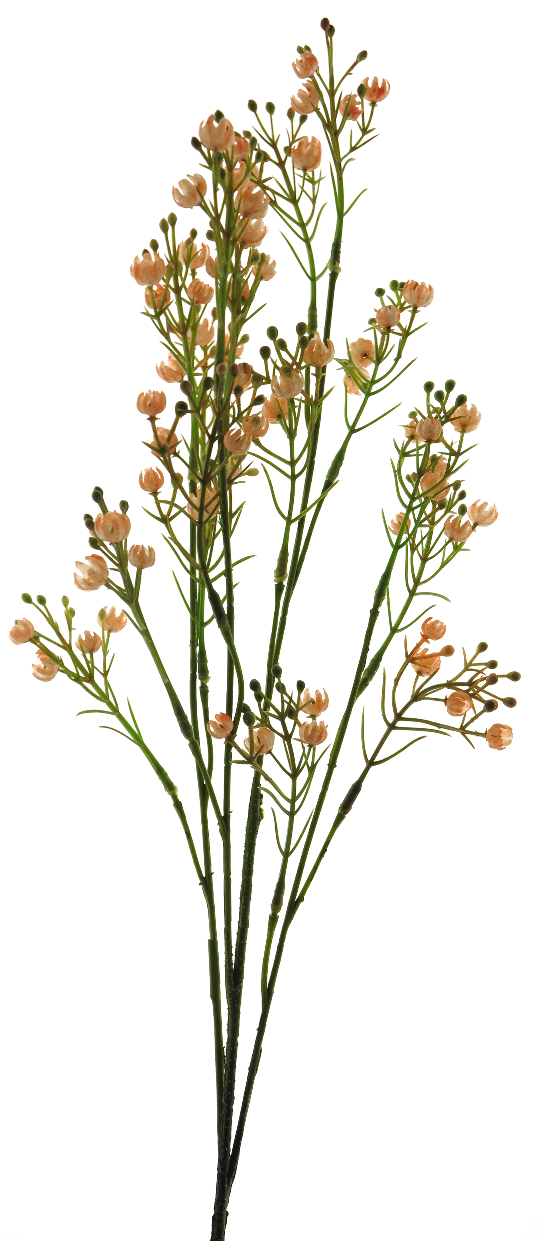 Star gypso spray peach 72cm