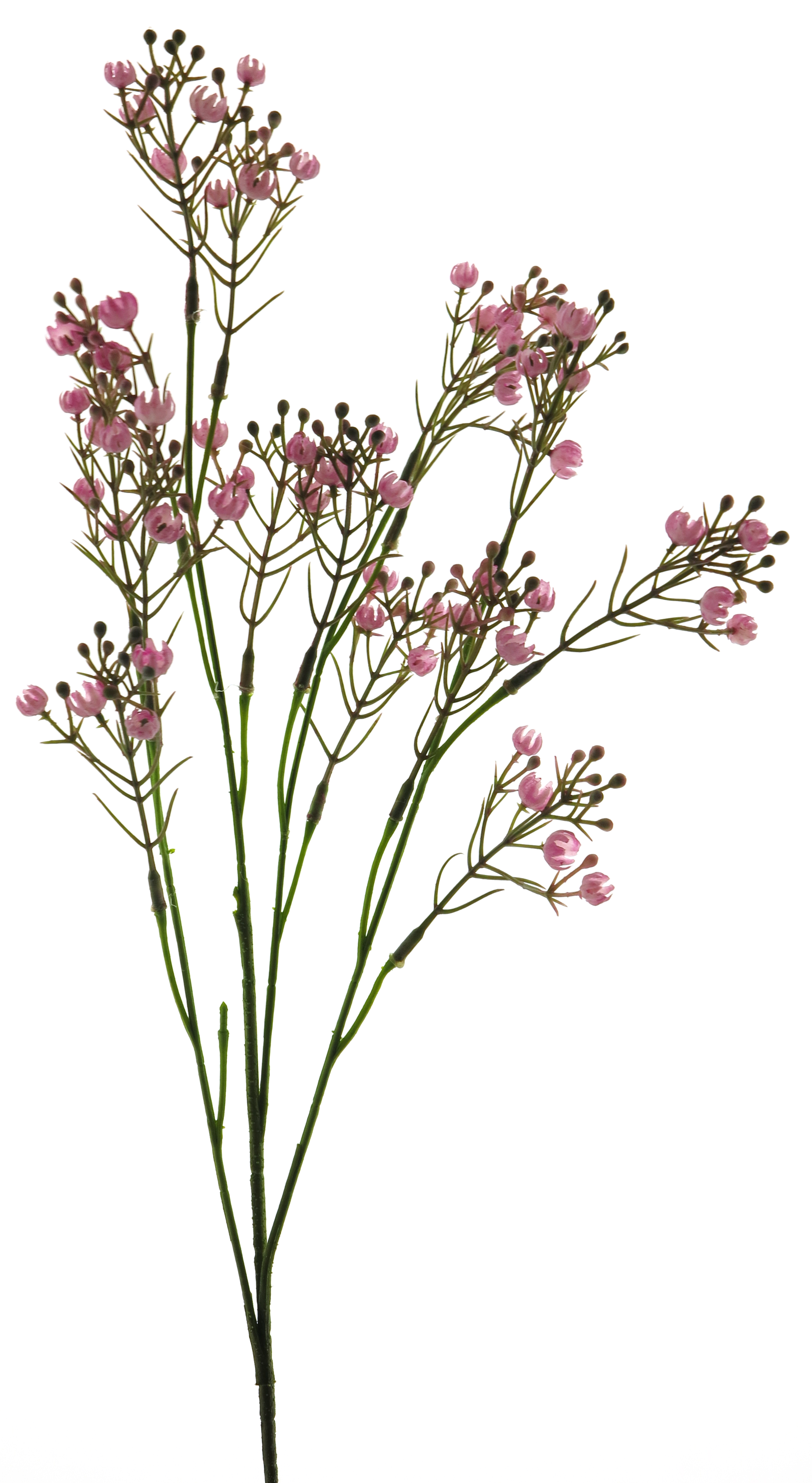 Star gypso spray pink 72cm