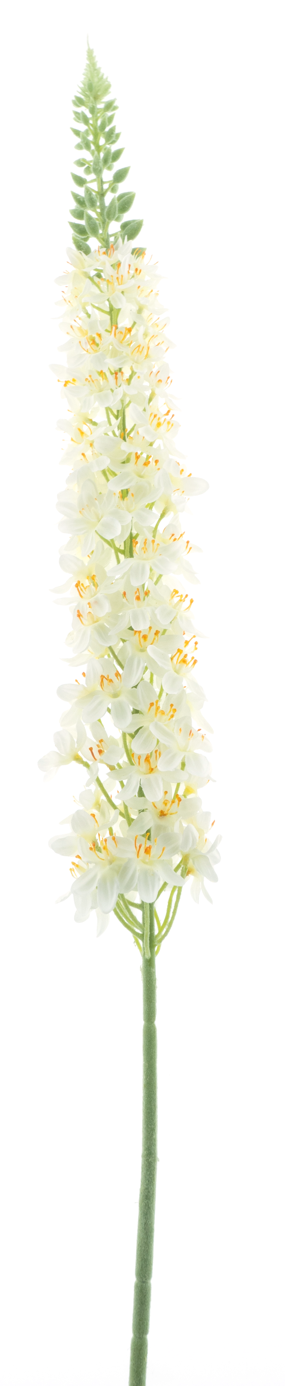 Lupinus spray cream 109cm